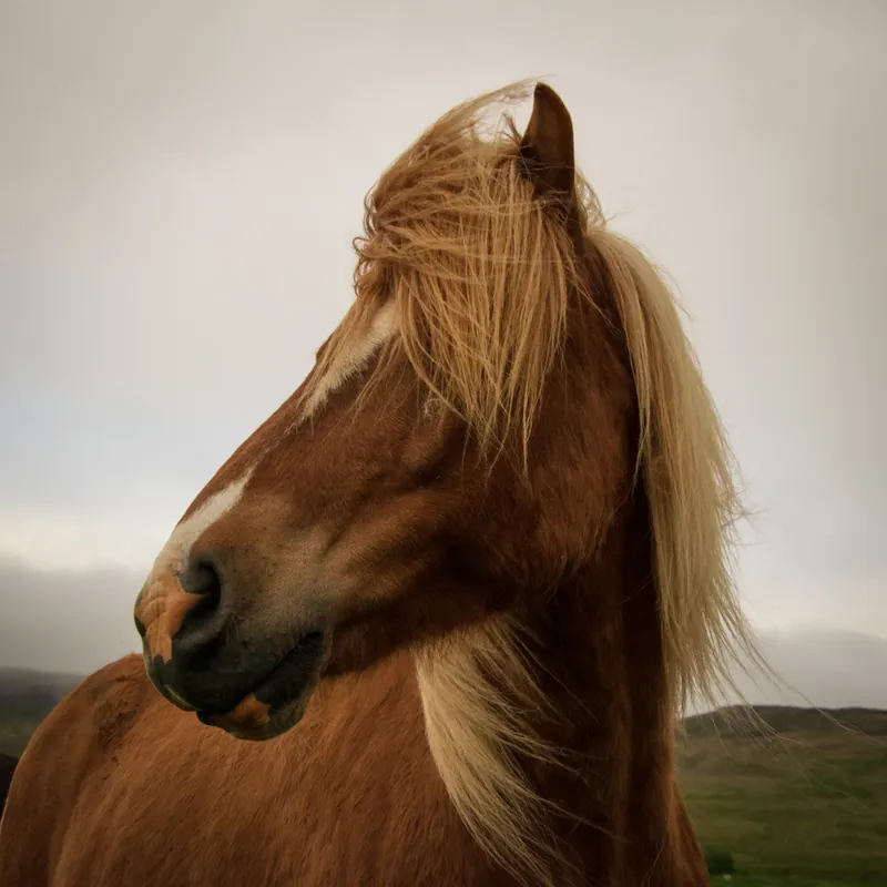 Haircut, horse, Iceland. 2018.